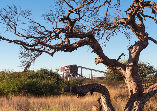 Tree image